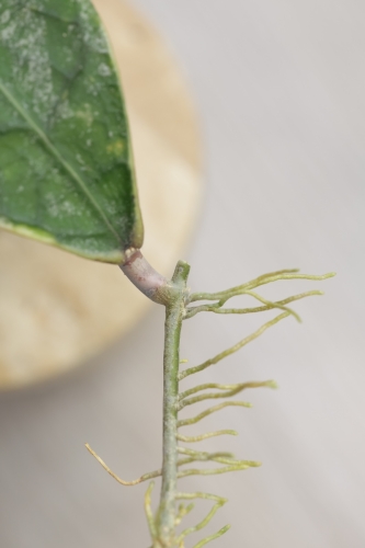 Hoya Peninsularis Variegated (sp. Perak ‘Teddy Bear’)