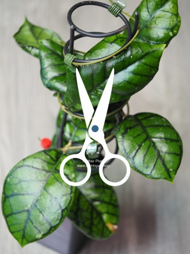 Hoya Callistophylla Chibi