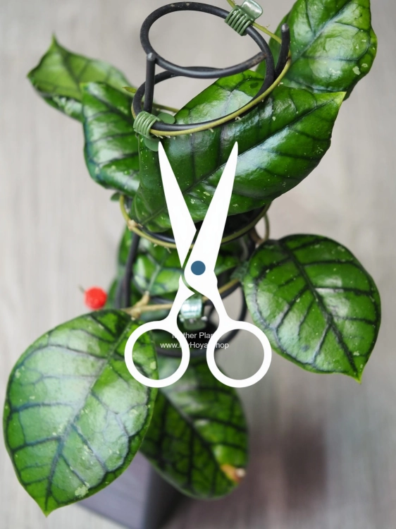 Hoya Callistophylla Chibi