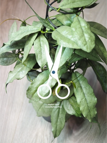 Hoya Mitrata Silver Kapuas