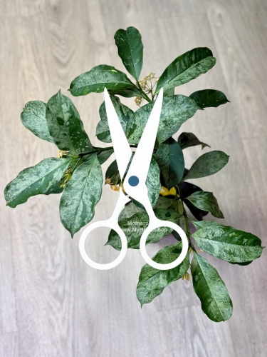 Hoya Occultata Silver