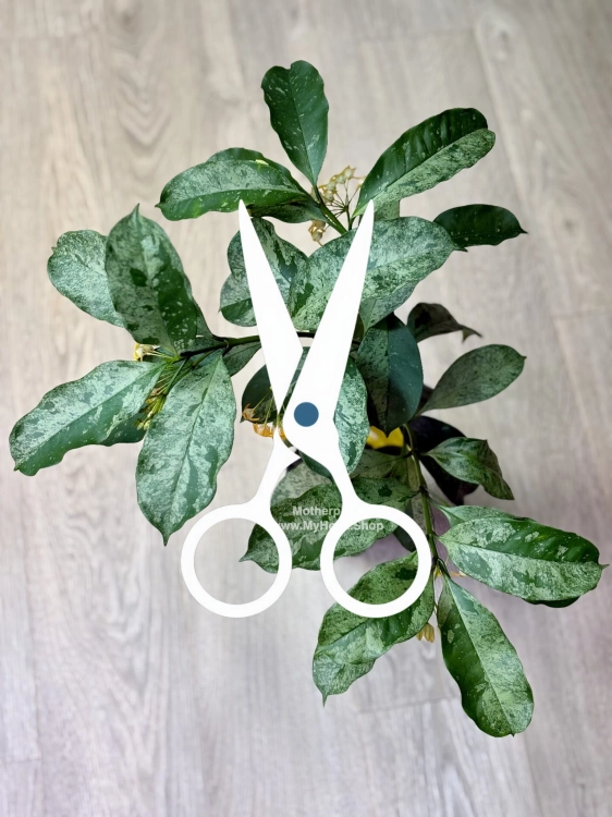 Hoya Occultata Silver