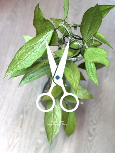 Hoya Germany Silver