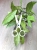 Hoya Germany Silver