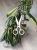 Hoya Sulawesiana Albomarginata