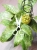 Hoya aff Lambii Silver
