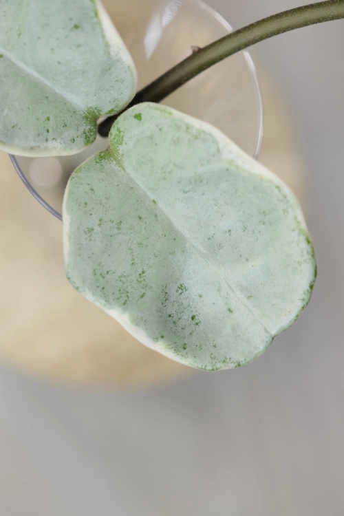 Hoya Carnosa Argentea Picta