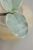 Hoya Carnosa Argentea Picta