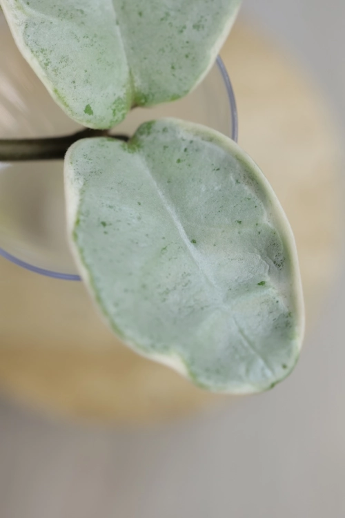 Hoya Carnosa Argentea Picta