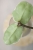 Hoya Carnosa Argentea Picta