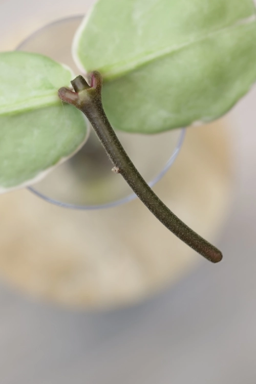 Hoya Carnosa Argentea Picta