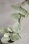 Hoya Carnosa Argentea Picta