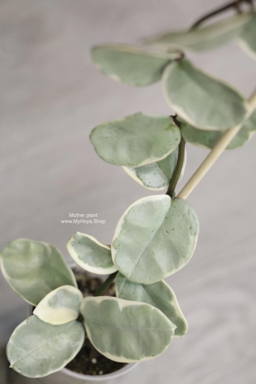 Hoya Carnosa Argentea Picta