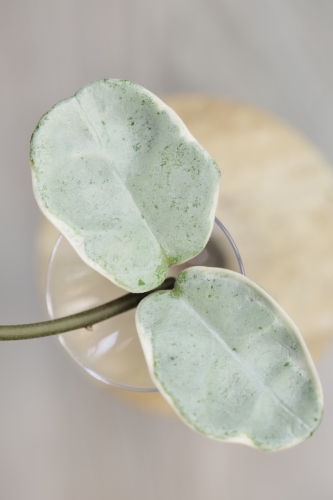 Hoya Carnosa Argentea Picta