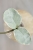 Hoya Carnosa Argentea Picta