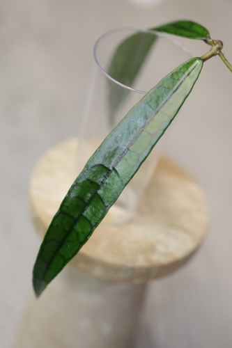 Hoya Callistophylla Jungle Spear