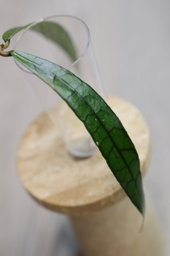 Hoya Callistophylla Jungle Spear