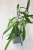 Hoya Callistophylla Jungle Spear