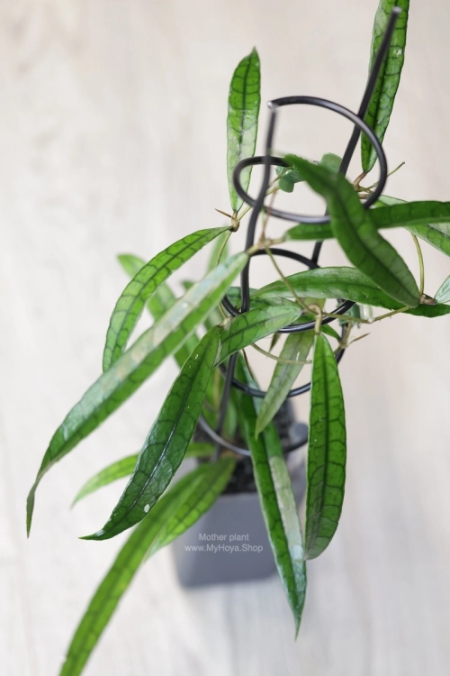 Hoya Callistophylla Jungle Spear