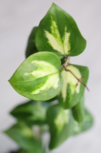 Hoya Panglai Inner Variegated