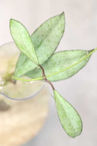 Hoya Argentella Luna (H. Kentiana X H. Lamingtoniae)