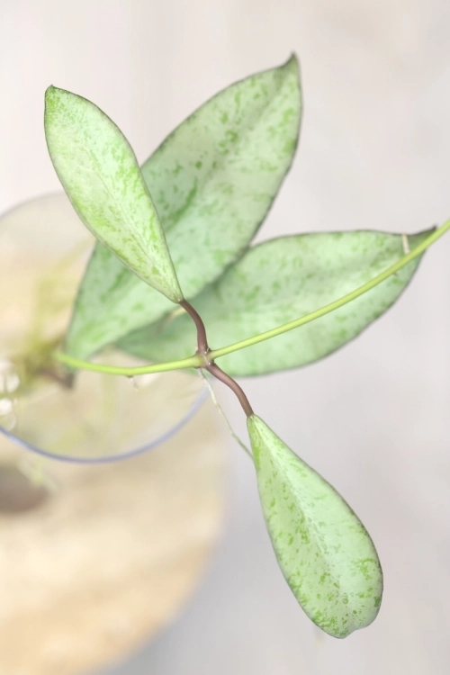 Hoya Argentella Luna (H. Kentiana X H. Lamingtoniae)