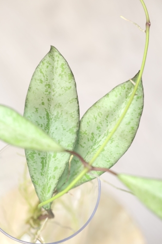 Hoya Argentella Luna (H. Kentiana X H. Lamingtoniae)