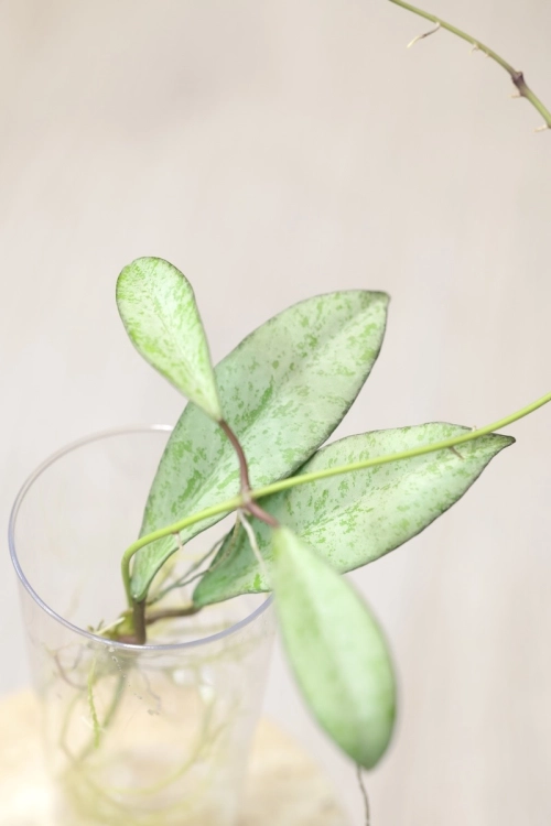 Hoya Argentella Luna (H. Kentiana X H. Lamingtoniae)