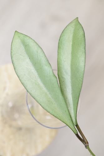 Hoya Argentella Luna (H. Kentiana X H. Lamingtoniae)