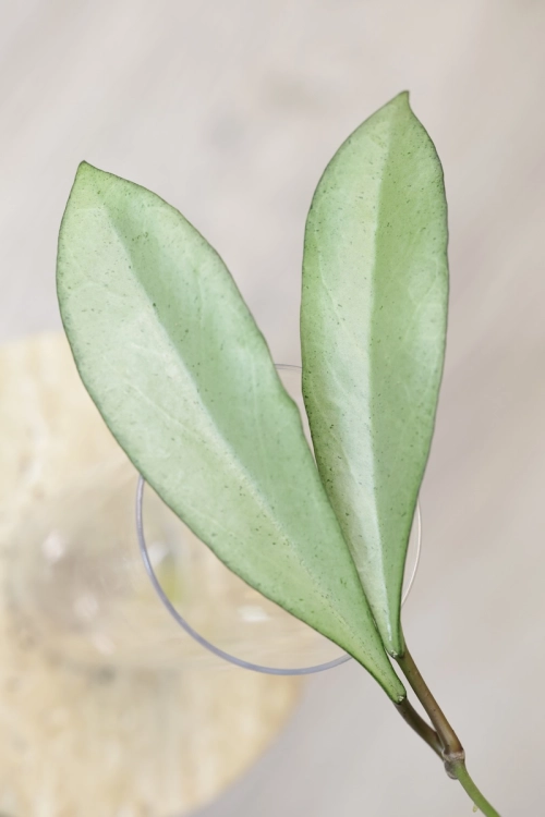 Hoya Argentella Luna (H. Kentiana X H. Lamingtoniae)