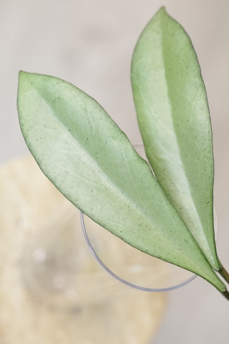 Hoya Argentella Luna (H. Kentiana X H. Lamingtoniae)