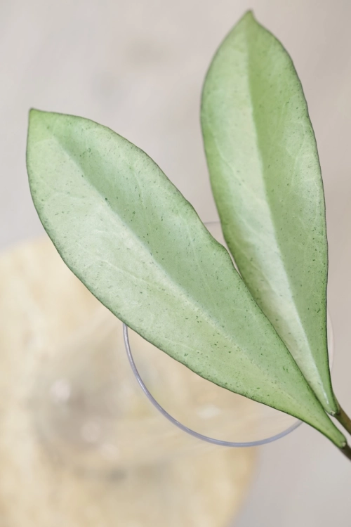 Hoya Argentella Luna (H. Kentiana X H. Lamingtoniae)