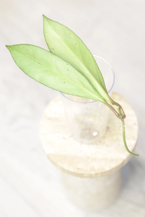Hoya Argentella Luna (H. Kentiana X H. Lamingtoniae)