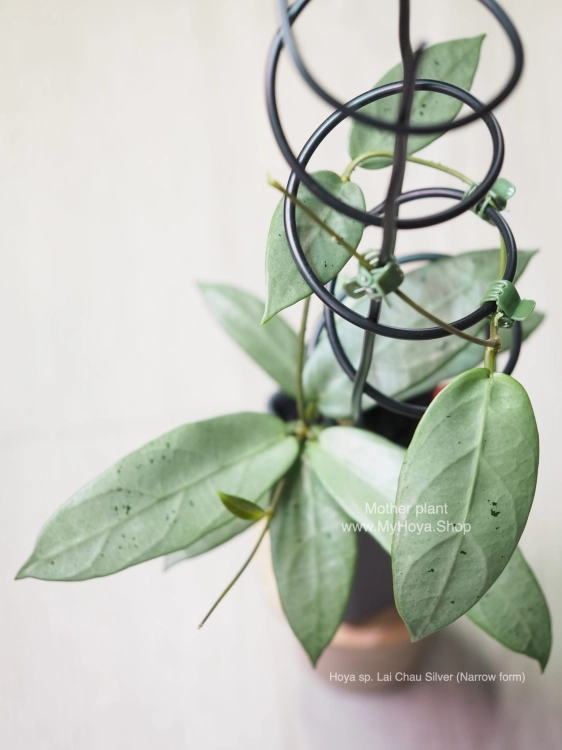 Hoya sp. Lai Chau Silver (Narrow form)
