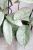 Hoya sp. Lai Chau Silver (Narrow form) &amp; (Round form)