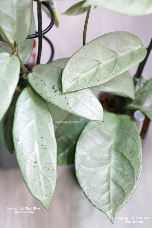 Hoya sp. Lai Chau Silver (Narrow form) &amp; (Round form)