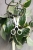 Hoya Latifolia Albomarginata