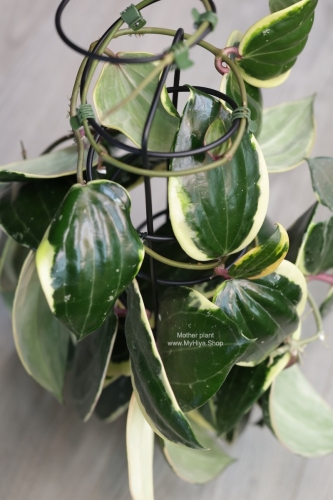 Hoya Latifolia Albomarginata