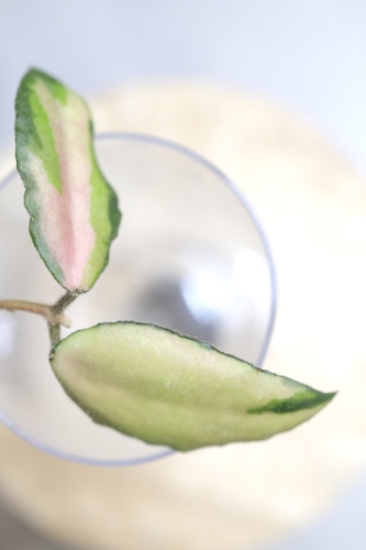 Hoya Caudata Variegata