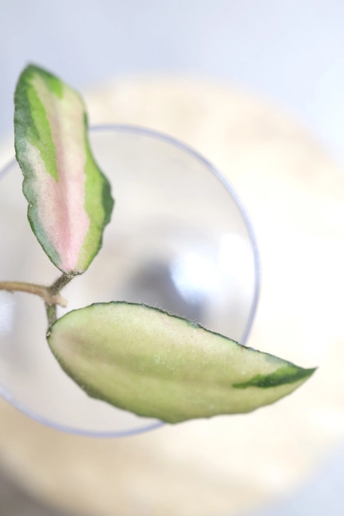 Hoya Caudata Variegata