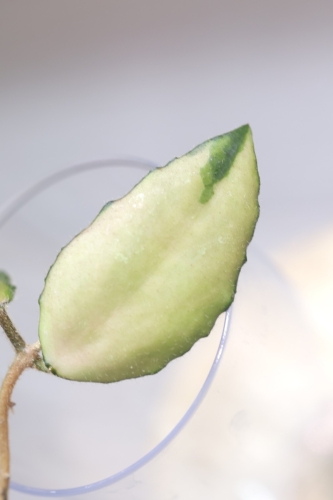 Hoya Caudata Variegata