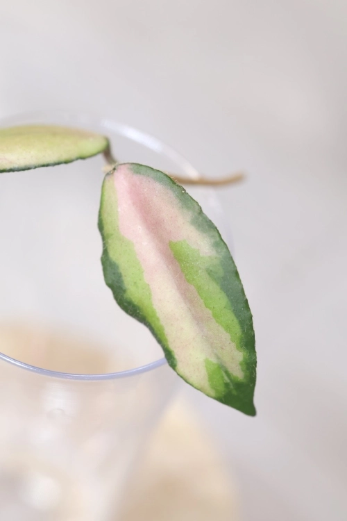 Hoya Caudata Variegata