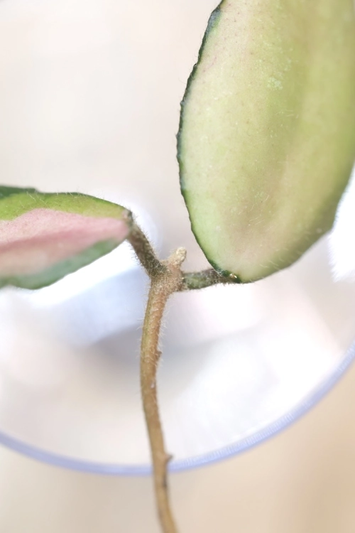 Hoya Caudata Variegata