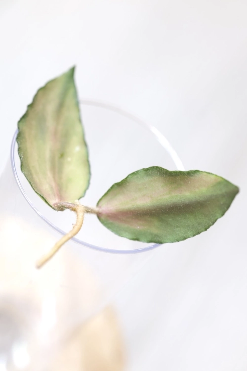 Hoya Caudata Variegata
