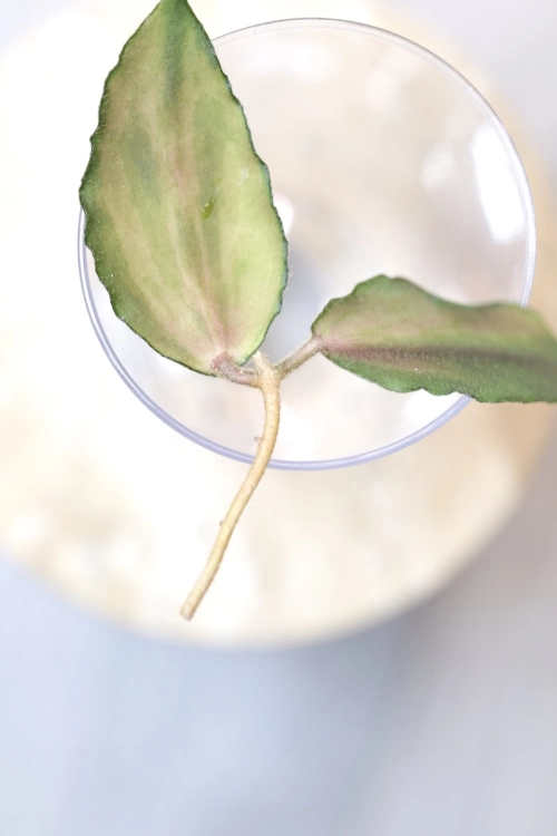 Hoya Caudata Variegata