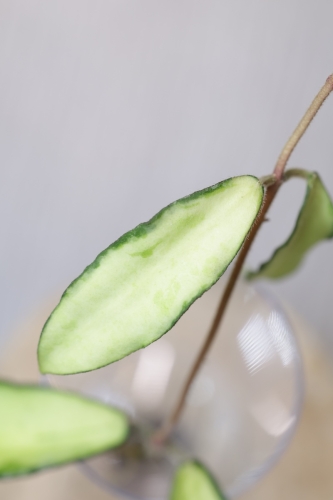 Hoya Phuwuaensis Variegata