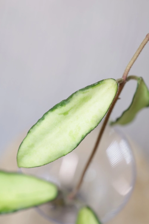 Hoya Phuwuaensis Variegata