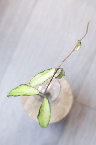 Hoya Phuwuaensis Variegata