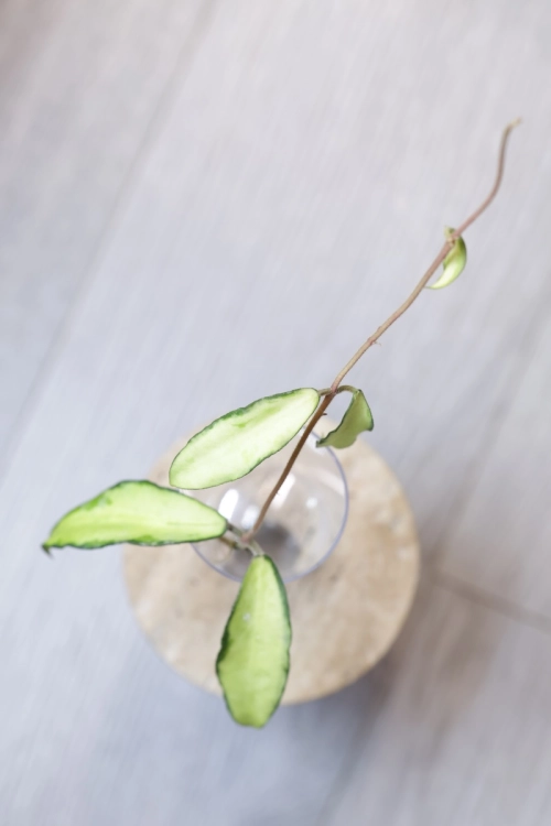 Hoya Phuwuaensis Variegata