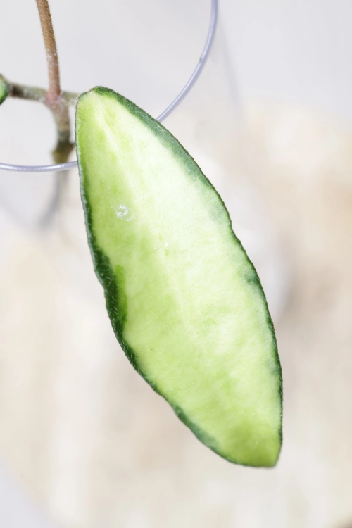 Hoya Phuwuaensis Variegata